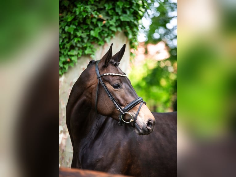 Trakehner Stute 7 Jahre 168 cm Brauner in Sch&#xF6;nwalde