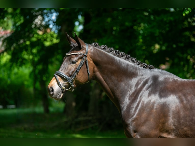 Trakehner Stute 7 Jahre 168 cm Brauner in Sch&#xF6;nwalde