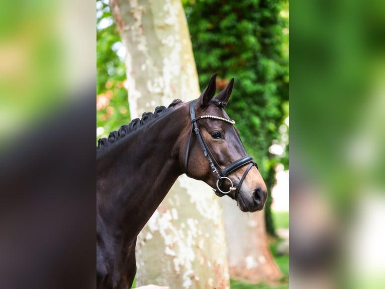 Trakehner Stute 7 Jahre 168 cm Brauner in Sch&#xF6;nwalde
