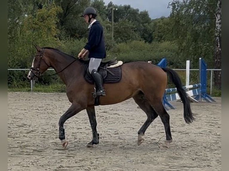 Trakehner Stute 7 Jahre 168 cm Brauner in Wetter