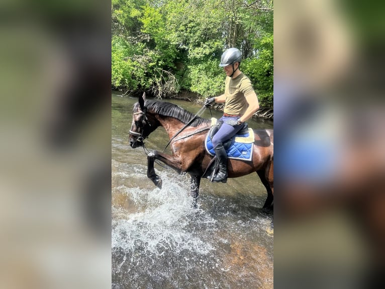 Trakehner Stute 7 Jahre 168 cm Rappe in Gelnhausen