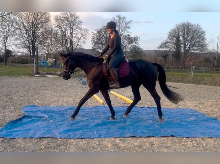 Trakehner Stute 7 Jahre 168 cm Rappe in Gelnhausen