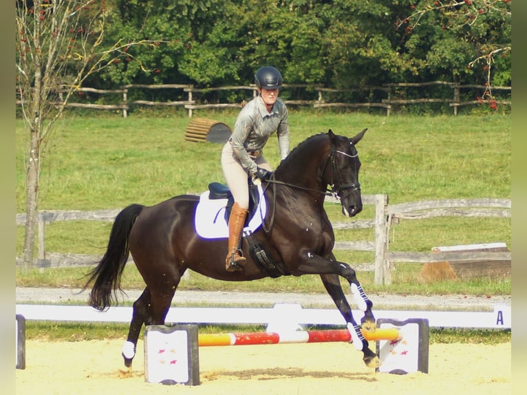 Trakehner Stute 7 Jahre 169 cm Dunkelbrauner in Warendorf