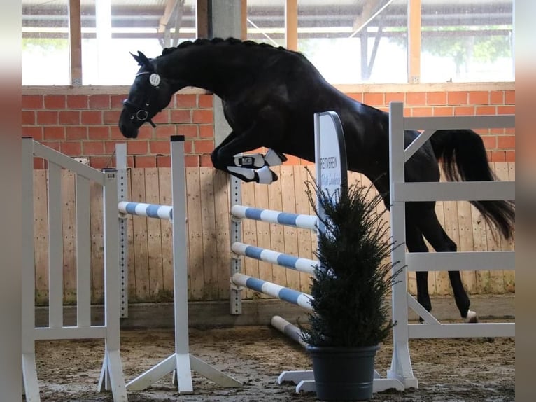 Trakehner Stute 7 Jahre 169 cm Dunkelbrauner in Warendorf