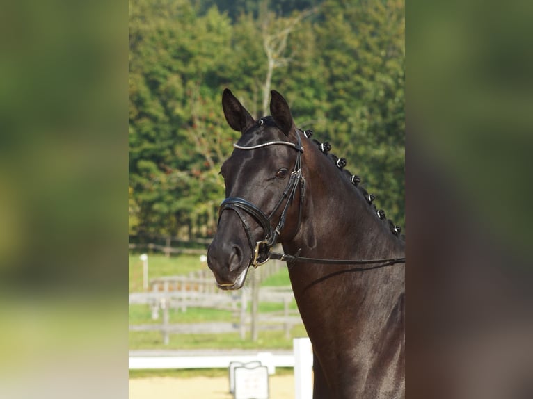 Trakehner Stute 7 Jahre 169 cm Dunkelbrauner in Warendorf