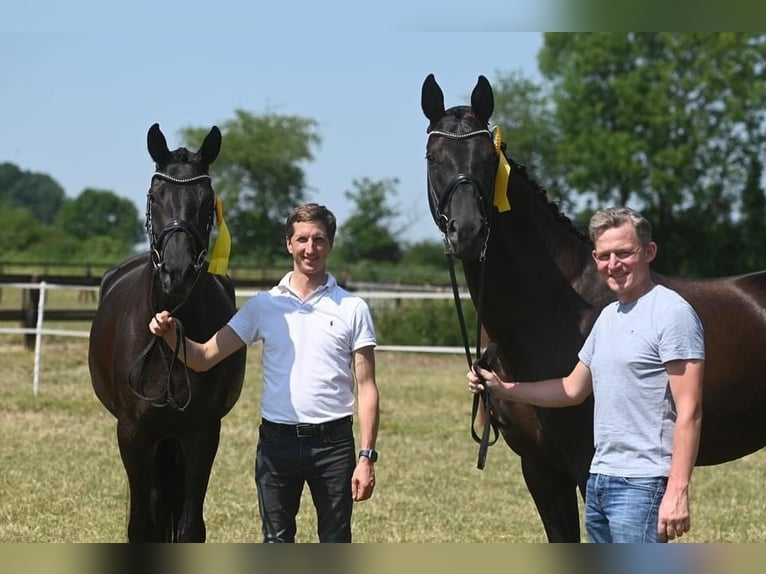 Trakehner Stute 7 Jahre 169 cm Dunkelbrauner in Warendorf