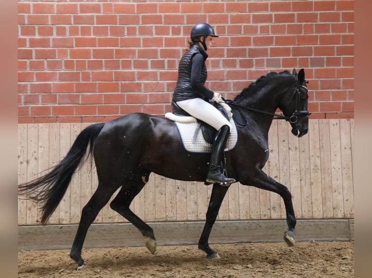 Trakehner Stute 7 Jahre 169 cm Dunkelbrauner in Warendorf