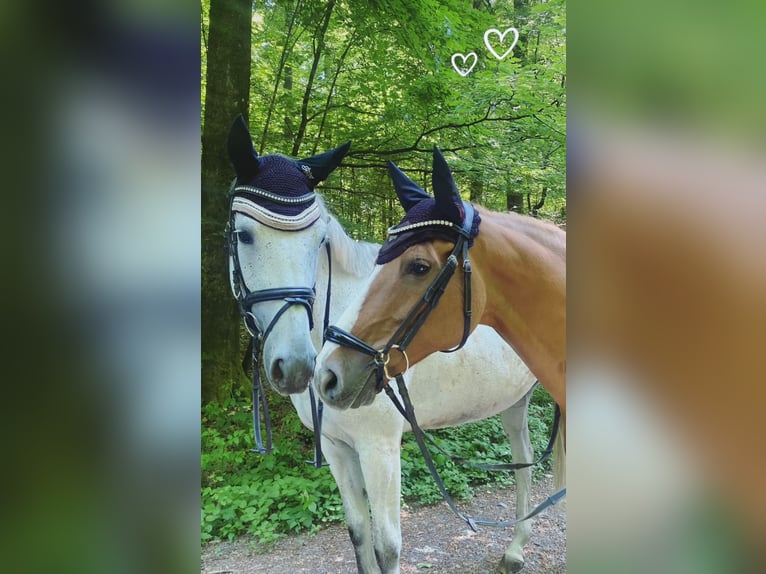Trakehner Stute 7 Jahre 169 cm Schimmel in Hainsfarth