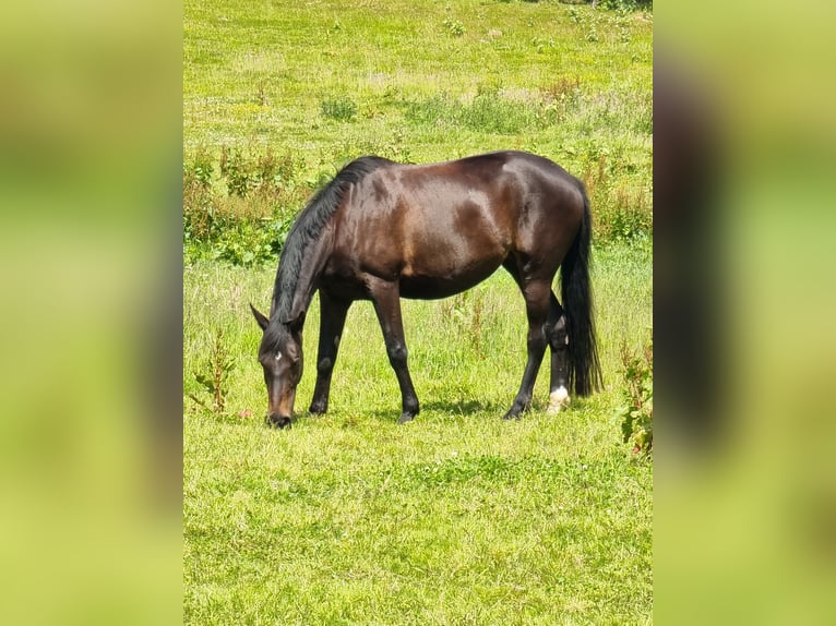 Trakehner Stute 7 Jahre 169 cm Schwarzbrauner in Brodersby