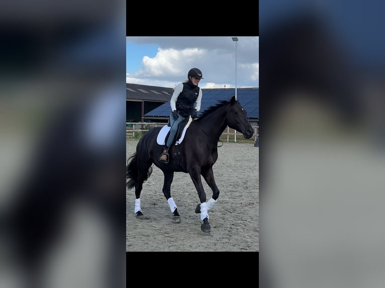 Trakehner Stute 7 Jahre 170 cm in Overloon