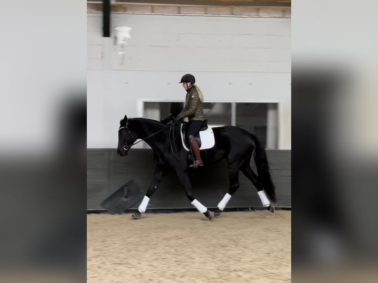 Trakehner Stute 7 Jahre 170 cm Rappe in Meerlo