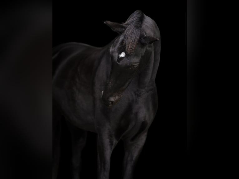 Trakehner Stute 7 Jahre 170 cm Rappe in Overloon