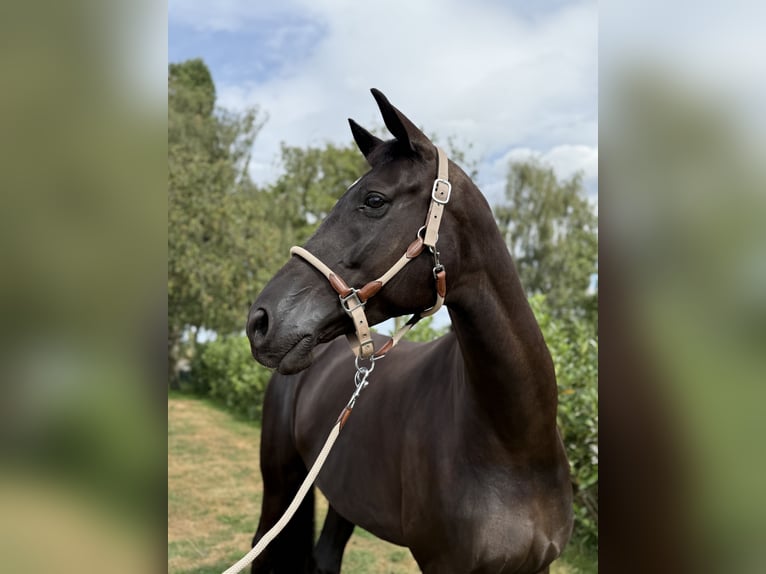 Trakehner Stute 7 Jahre 170 cm Rappe in Overloon