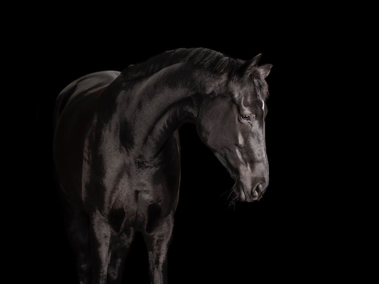 Trakehner Stute 7 Jahre 170 cm Rappe in Overloon