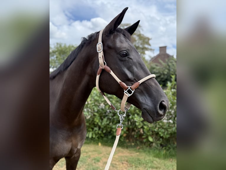 Trakehner Stute 7 Jahre 170 cm Rappe in Overloon