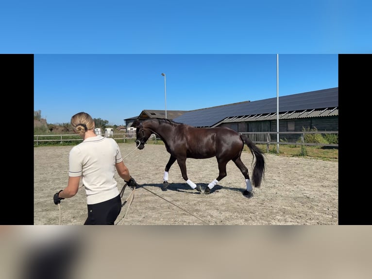 Trakehner Stute 7 Jahre 170 cm Rappe in Overloon