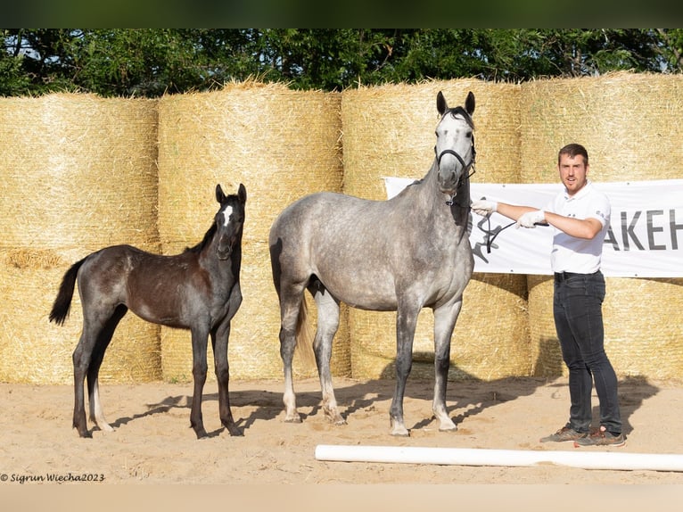 Trakehner Stute 8 Jahre 161 cm Schimmel in Aytos