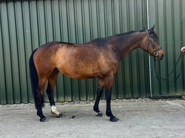 Trakehner Stute 8 Jahre 162 cm Dunkelbrauner in Ottendorf