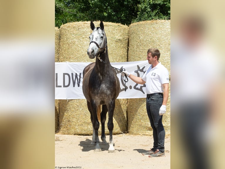 Trakehner Stute 8 Jahre 163 cm in Aytos