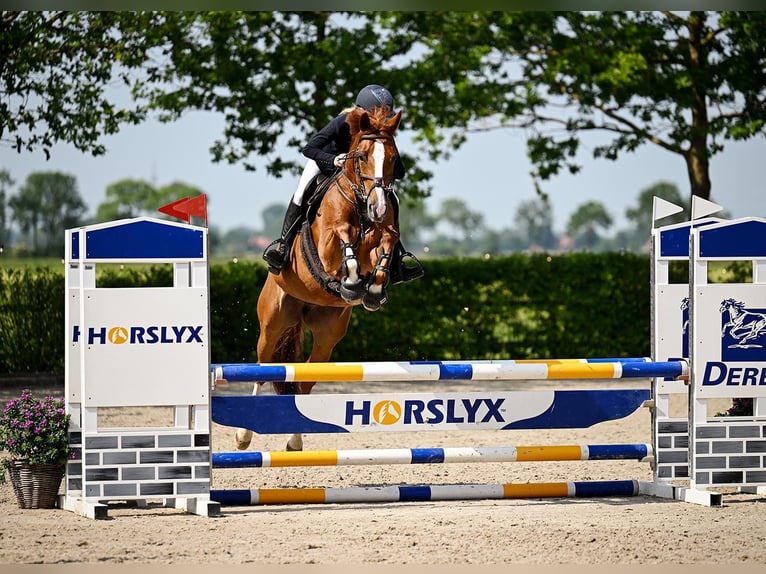 Trakehner Stute 8 Jahre 165 cm Fuchs in Gro&#xDF; Ippener