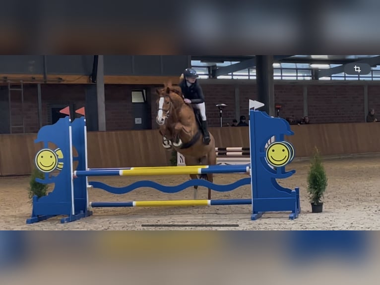 Trakehner Stute 8 Jahre 165 cm Fuchs in Gro&#xDF; Ippener