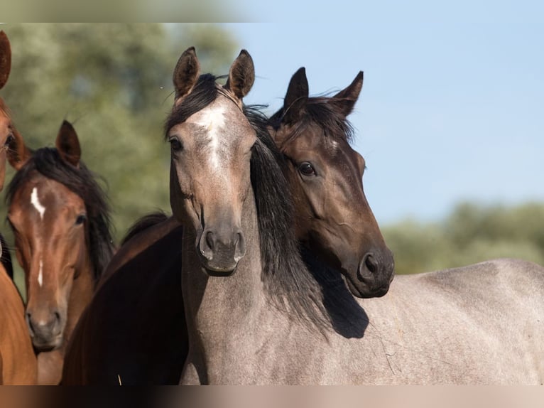 Trakehner Stute 8 Jahre 166 cm Schimmel in Bosau