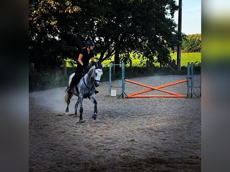 Trakehner Stute 8 Jahre 170 cm Apfelschimmel in Demmin