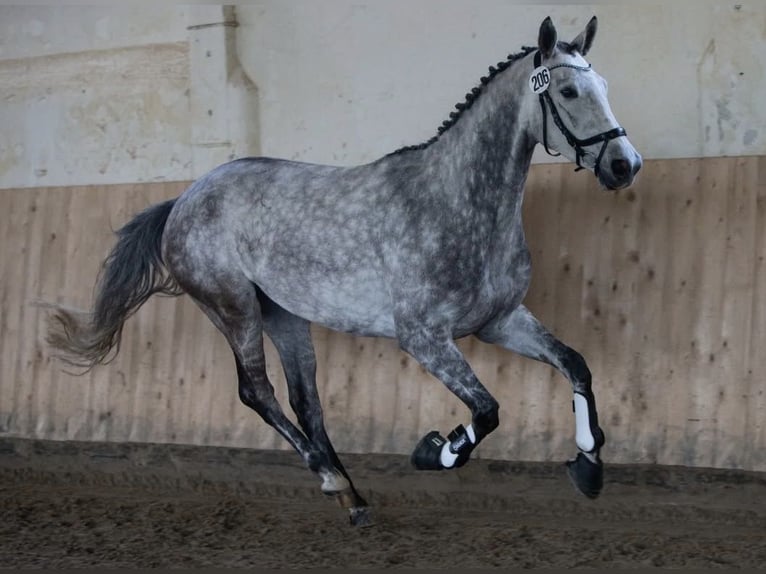 Trakehner Stute 8 Jahre 170 cm Apfelschimmel in Demmin