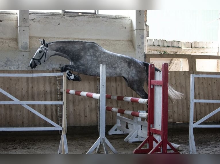 Trakehner Stute 8 Jahre 170 cm Apfelschimmel in Demmin