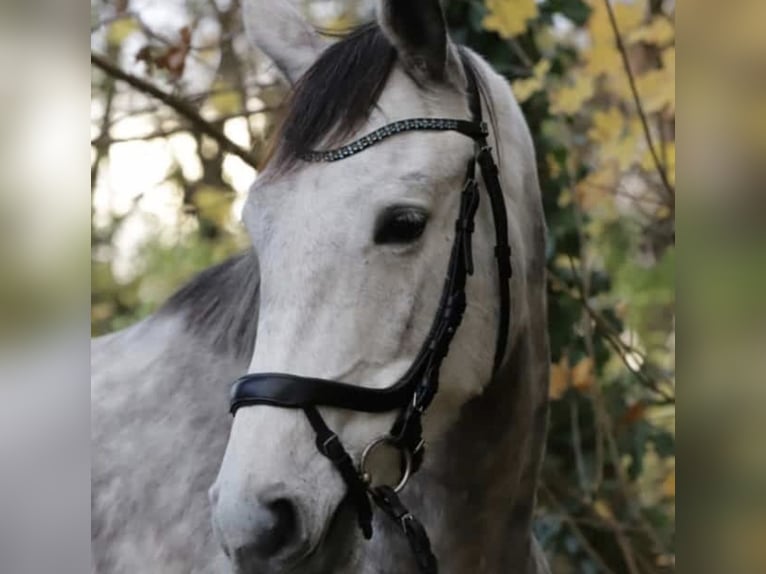 Trakehner Stute 8 Jahre 170 cm Apfelschimmel in Demmin