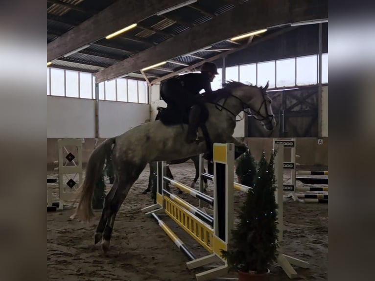 Trakehner Stute 8 Jahre 170 cm Apfelschimmel in Demmin