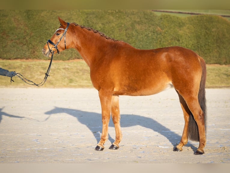 Trakehner Stute 8 Jahre 171 cm Fuchs in Wolfhagen