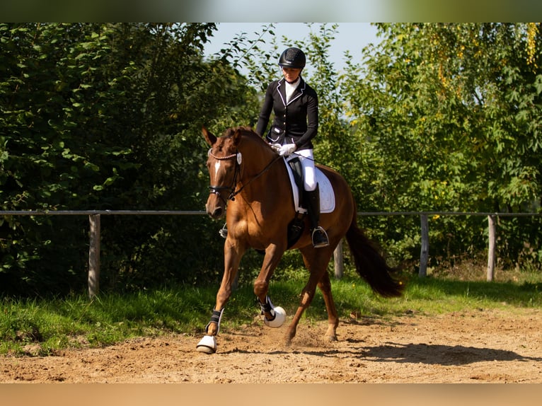 Trakehner Stute 8 Jahre 171 cm Fuchs in Wolfhagen