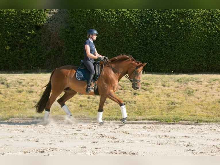 Trakehner Stute 8 Jahre 171 cm Fuchs in Wolfhagen