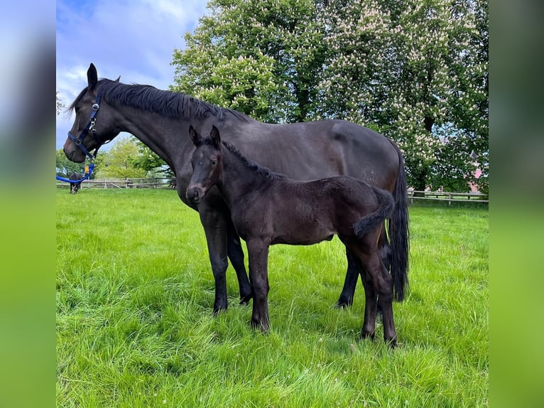 Trakehner Stute 8 Jahre 172 cm Schwarzbrauner in Panker