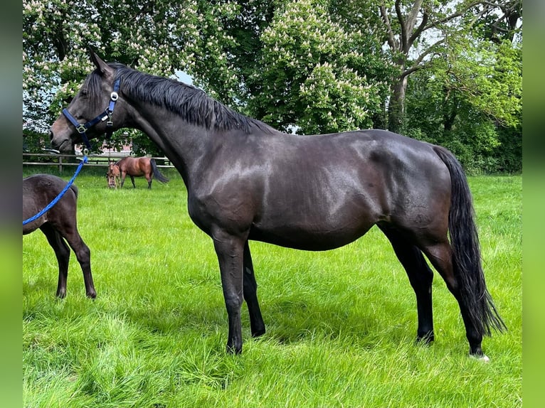 Trakehner Stute 8 Jahre 172 cm Schwarzbrauner in Panker