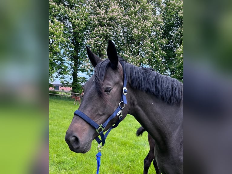 Trakehner Stute 8 Jahre 172 cm Schwarzbrauner in Panker