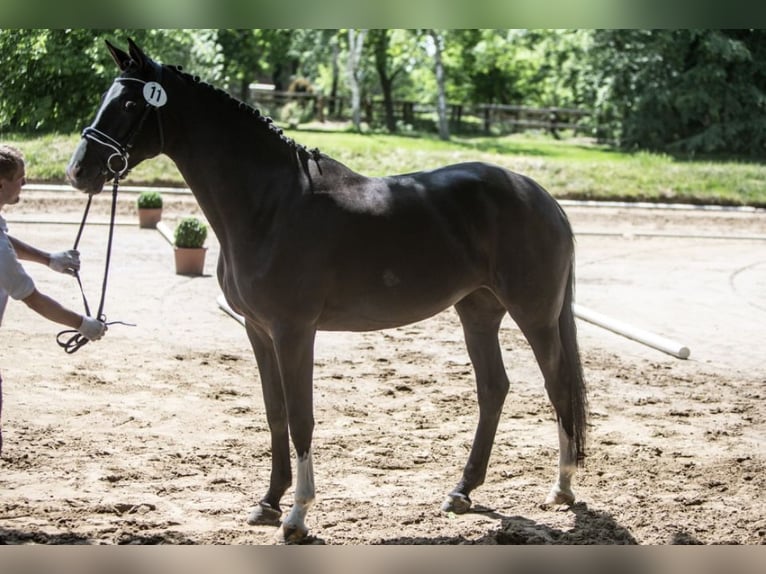 Trakehner Stute 8 Jahre 173 cm Rappe in Hamburg