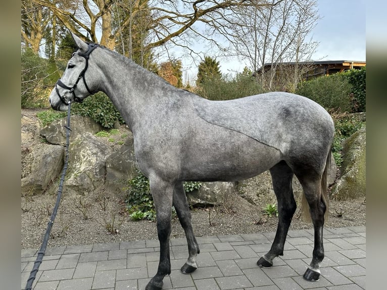 Trakehner Stute 8 Jahre 175 cm Schimmel in Neitersen