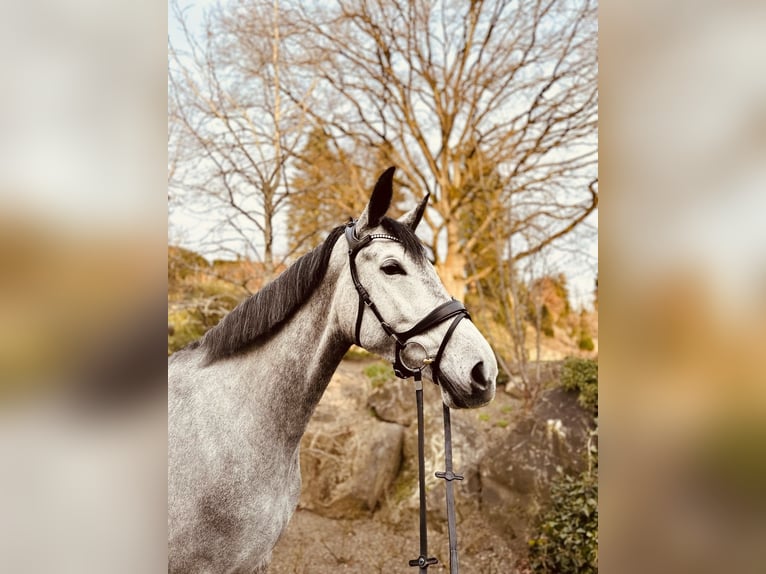 Trakehner Stute 8 Jahre 175 cm Schimmel in Neitersen