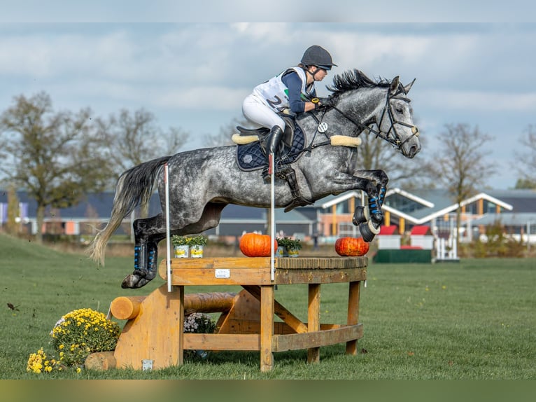 Trakehner Stute 8 Jahre Schimmel in Hünxe