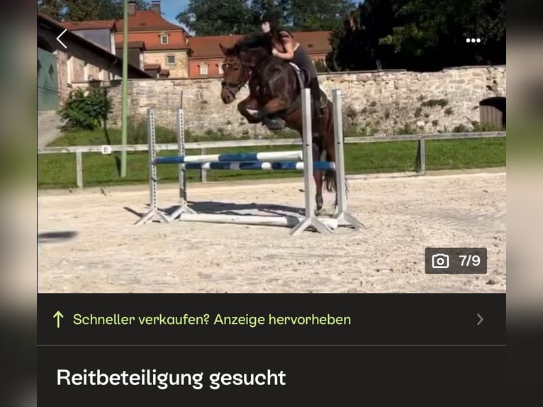 Trakehner Stute 9 Jahre 155 cm Brauner in BurkardrothBurkardroth