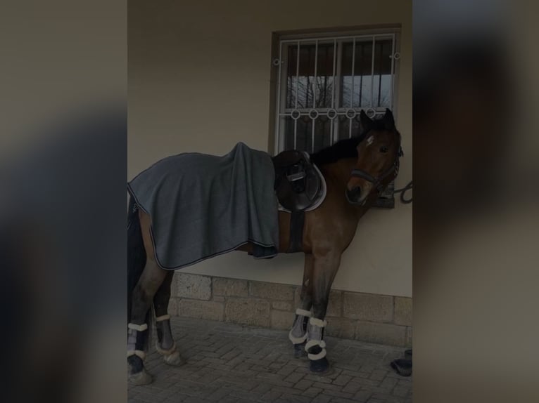 Trakehner Stute 9 Jahre 155 cm Brauner in BurkardrothBurkardroth