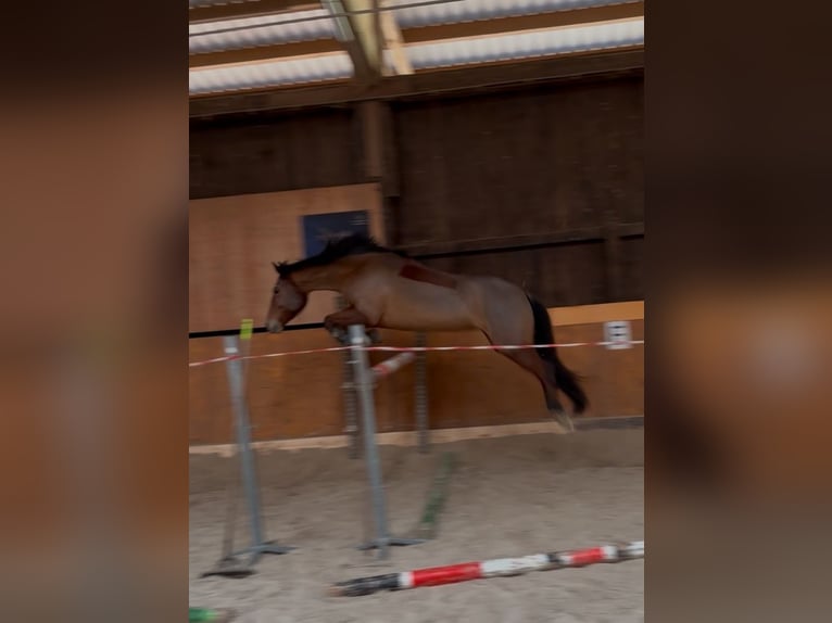 Trakehner Stute 9 Jahre 155 cm Brauner in BurkardrothBurkardroth