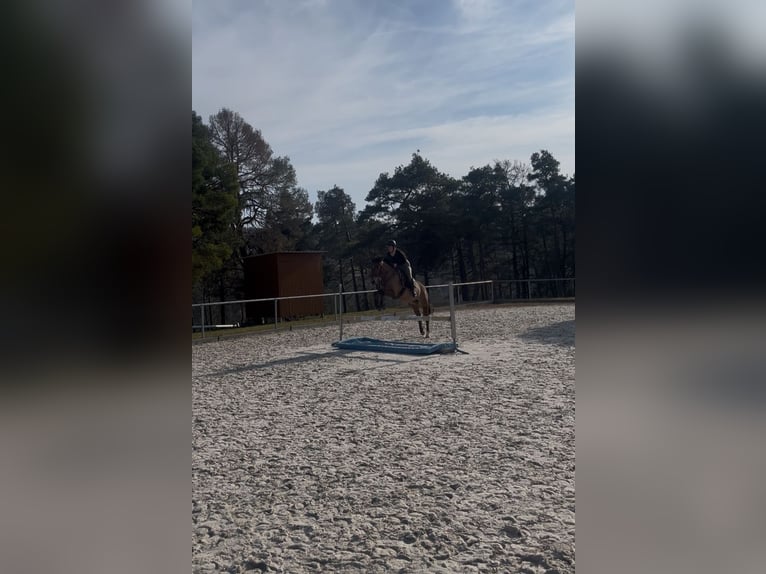 Trakehner Stute 9 Jahre 155 cm Brauner in BurkardrothBurkardroth