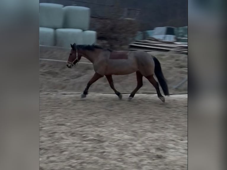 Trakehner Stute 9 Jahre 155 cm Brauner in BurkardrothBurkardroth