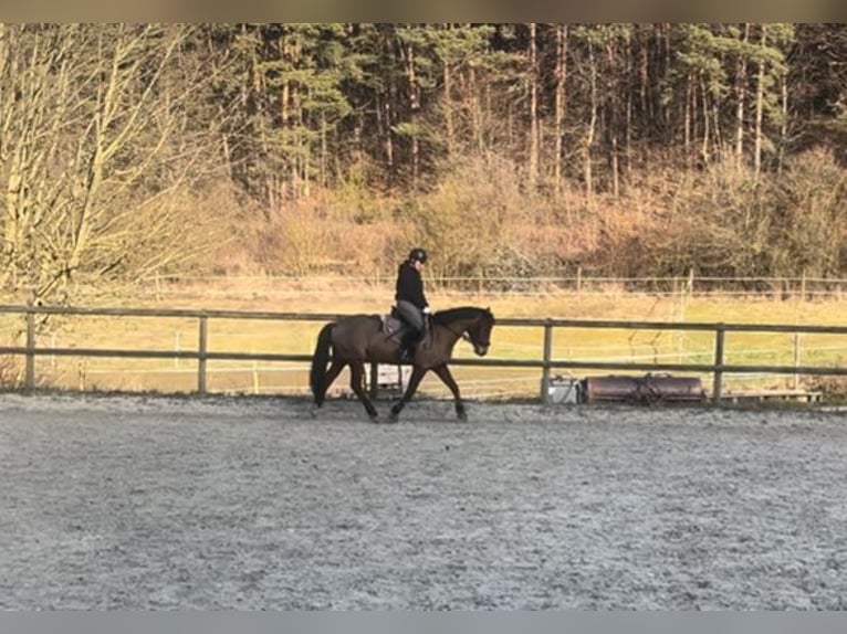 Trakehner Stute 9 Jahre 155 cm Brauner in BurkardrothBurkardroth