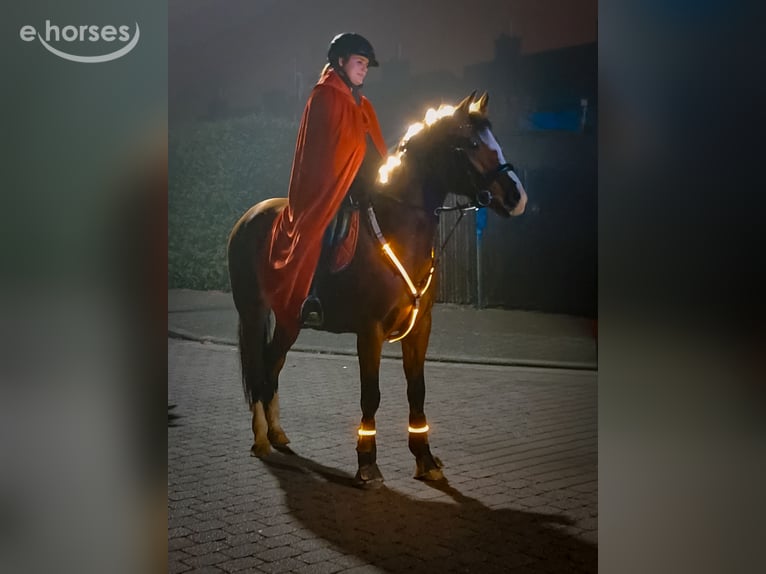 Trakehner Mix Stute 9 Jahre 155 cm Brauner in Weiterstadt
