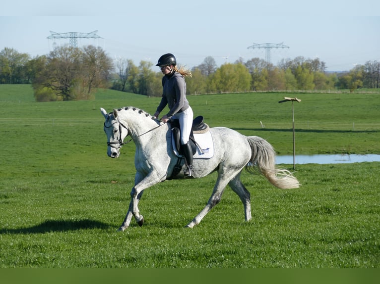 Trakehner Stute 9 Jahre 164 cm Schimmel in Ganschow