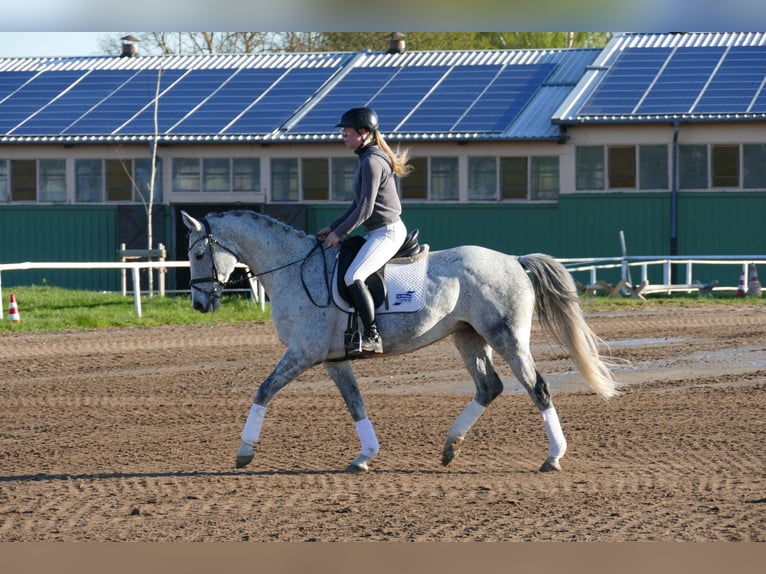 Trakehner Stute 9 Jahre 164 cm Schimmel in Ganschow